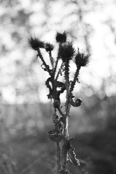 istock Dry spiny plant against the blurred background, bw. 1181899016