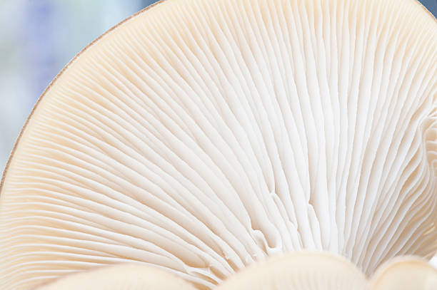 istock Macro of oyster mushroom gills (Pleurotus) 118189918
