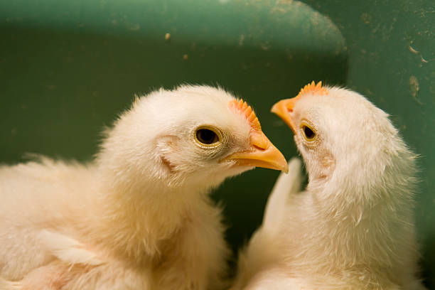 Spring Chicks stock photo