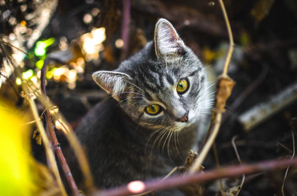 istock Tabby kitten in dry thicket photo from above 1181901414