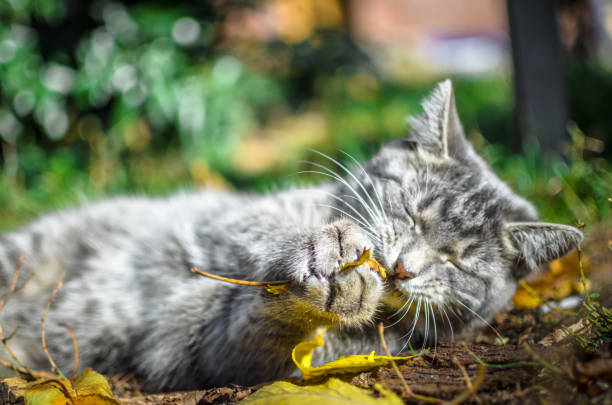 istock Gray tabby kitten is funny played and bites an autumn leaf 1181901460