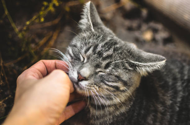 istock Gray kitten satisfied by hand scratching, closed eyes cute 1181901479