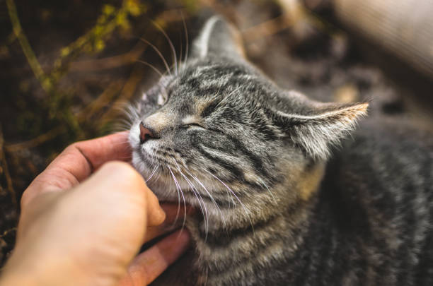 istock Gray kitten satisfied by hand scratching, closed eyes cute 1181901480