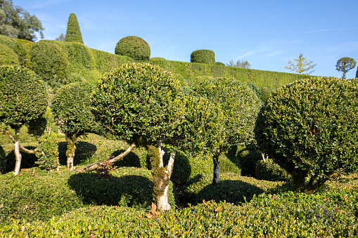 Dordogne, France - September 3, 2018: Topiary in the gardens of the Jardins de Marqueyssac in the Dordogne region of France