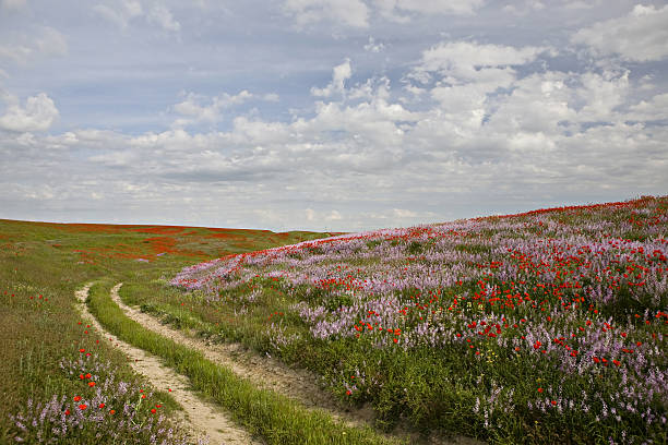 istock Earth road in flowers field 118190393