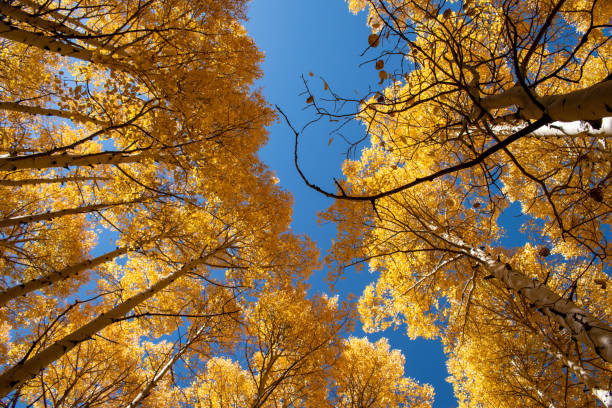 istock Looking up at blue sky and gold leaves 1181904702