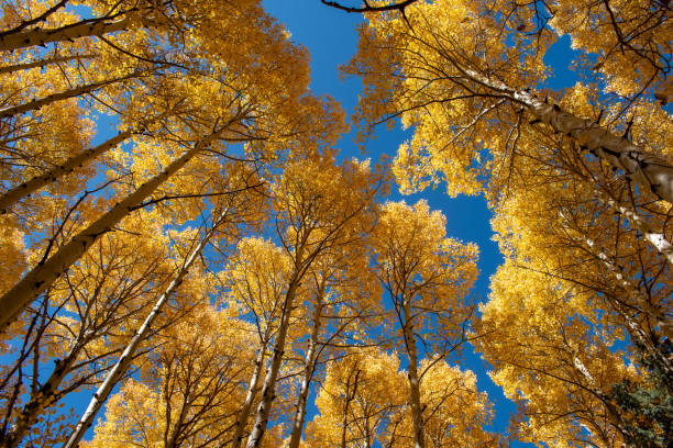 istock Looking up at golden aspen trees 1181904759