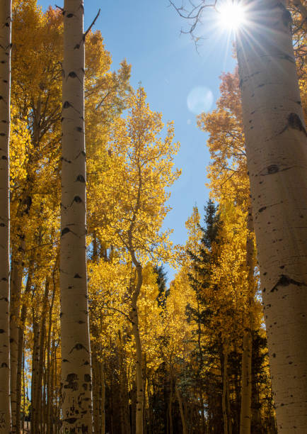 istock Sunshine and aspen trees 1181904785