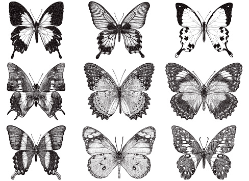 Retro style illustration of nine butterflies