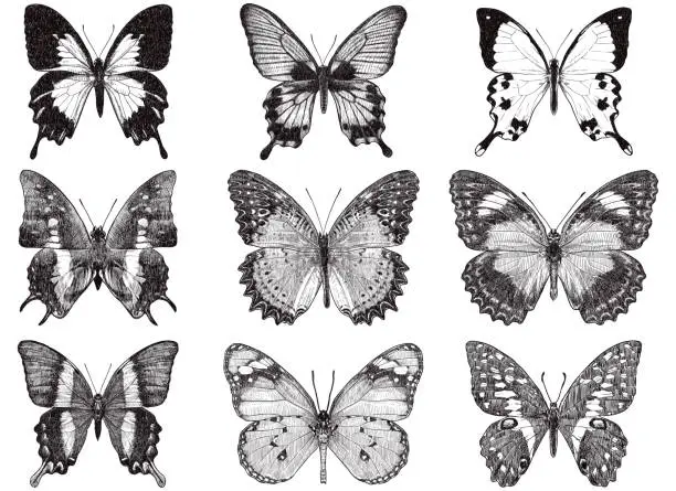 Vector illustration of Vector drawings of butterflies