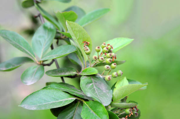 istock Green berries of Black ashberry (Aronia melanocarpa) 1181906127