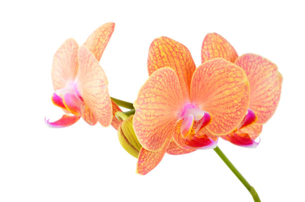 istock Pink orchid flower 1181906141