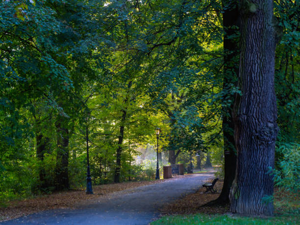 istock Autumn morning in the park 1181906153