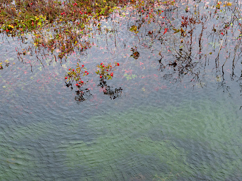 A few scattered cranberries growing up through the water and ready for harvesting in a Massachusetts cranberry bog