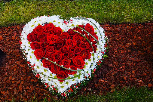 Red roses heart in nature