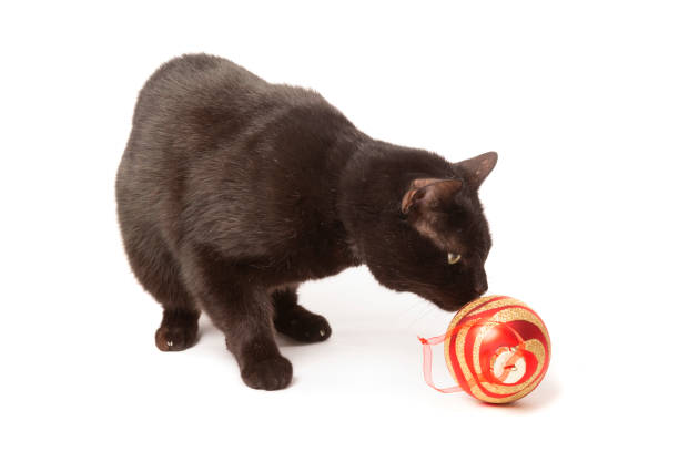 Black Cat Sniffing Christmas Tree Ornament An isolated image of a black cat sniffing a glass Christmas tree ornament. cat sniff stock pictures, royalty-free photos & images