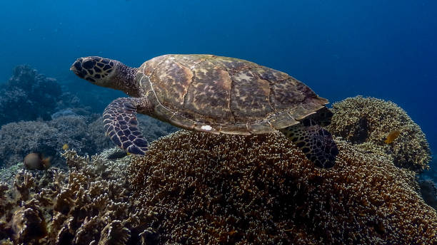 istock Hawksbill Sea Turtle at Bagalangit #Small 15 1181908058