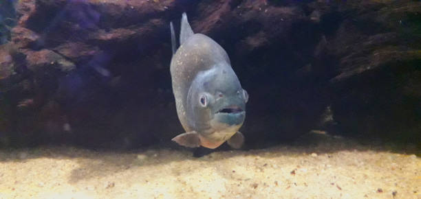 fermez-vous vers le haut du poisson féroce de piranha - ashen photos et images de collection