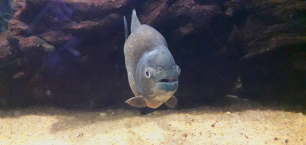 猛烈なピラニア魚のクローズアップ - orinoco river ストックフォトと画像