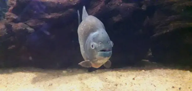 Photo of Close up of ferocious Piranha Fish