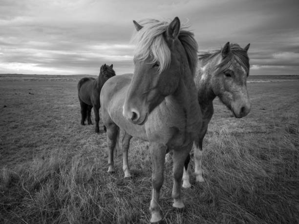 istock Iceland Horses Black White Photo 1181909084
