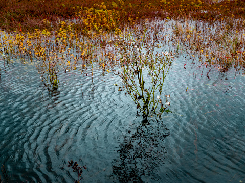 Plants in lake with fall color reflection