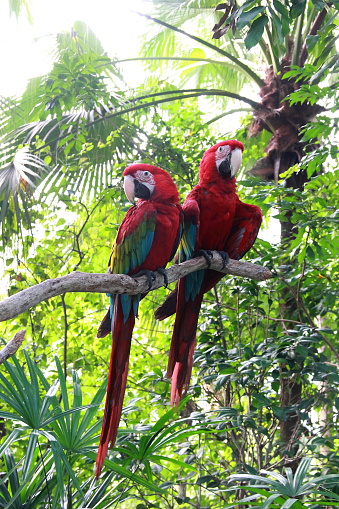 Two parrots in the tree