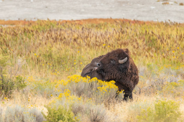 istock Bull Bison on Antelope Island Utah 1181909768