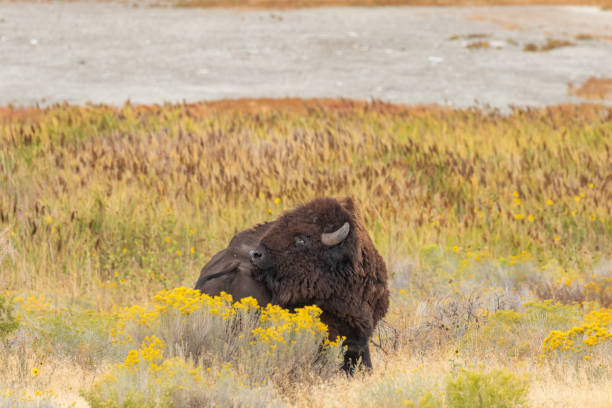 istock Bull Bison on Antelope Island Utah 1181909769