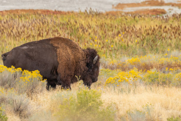 istock Bull Bison on Antelope Island Utah 1181910433