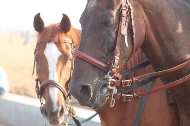 istock Brown Horses in Leather Belt Close Up 1181910713