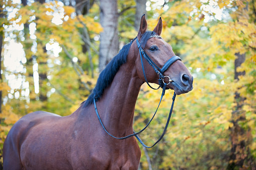 Portrait of graceful thoroughbred chestnut horse standing on autumn background. Multicolored horizontal outdoors image with filter
