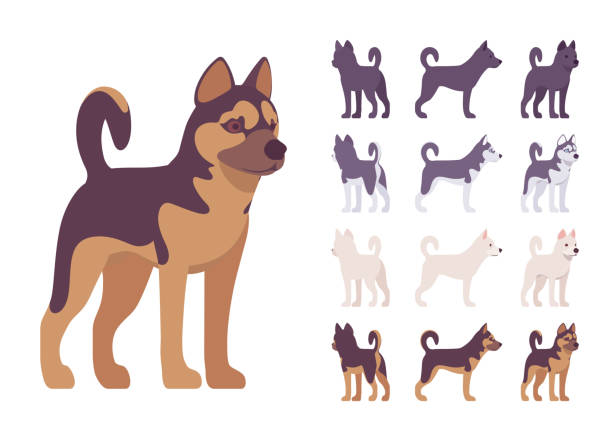 Black, White dog, Husky, Shepherd standing set Black, White dog, Husky, Shepherd standing set. Pet, family companion, home guarding, farm or police security breed. Vector flat style cartoon illustration isolated, white background, different views white husky stock illustrations