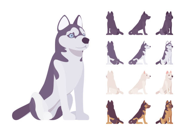 Black, White dog, Husky, Shepherd sitting set Black, White dog, Husky, Shepherd sitting set. Pet, family companion, home guarding, farm or police security breed. Vector flat style cartoon illustration isolated, white background, different views dog sitting stock illustrations