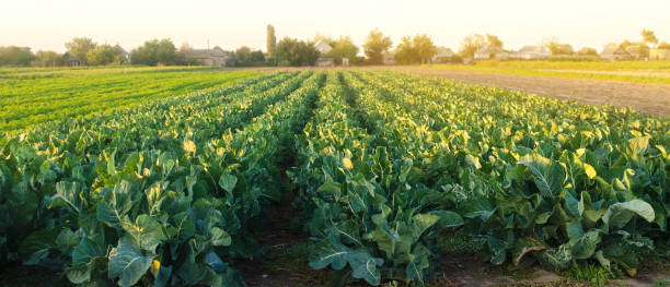 Broccoli plantations in the sunset light on the field. Growing organic vegetables. Eco-friendly products. Agriculture and farming. Plantation cultivation. Cauliflower. Selective focus Broccoli plantations in the sunset light on the field. Growing organic vegetables. Eco-friendly products. Agriculture and farming. Plantation cultivation. Cauliflower. Selective focus broccoli stock pictures, royalty-free photos & images