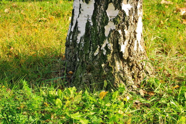Birch trunk at the base