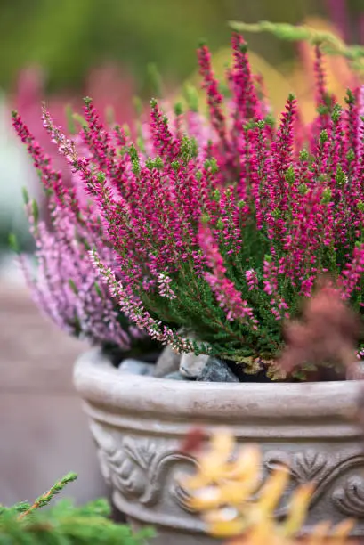 Common heather, Calluna vulgaris, in flower pot, autumn in the garden, selective focus and shallow DOF