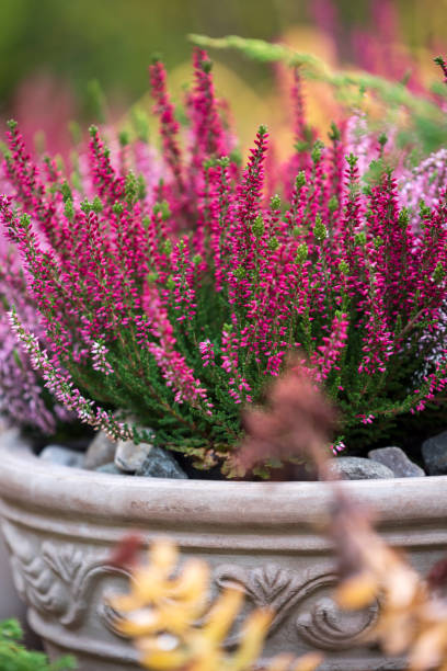 istock Common heather, Calluna vulgaris, in flower pot 1181913563