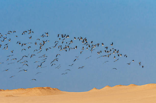 Paracas