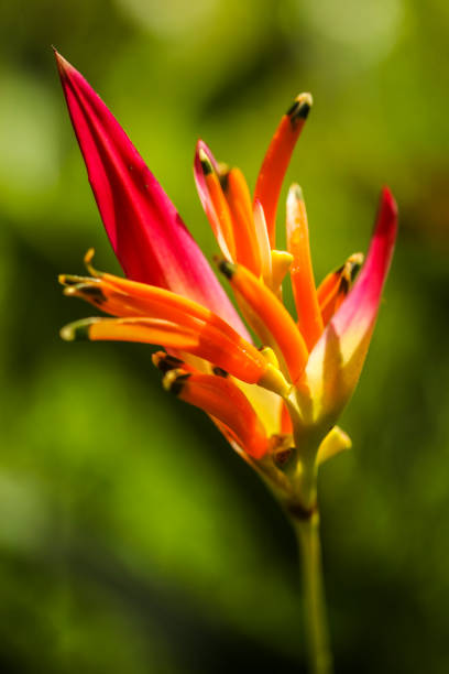 Heliconia psittacorum or Golden Torch flowers with green leaves. Colorful flower on dark tropical foliage nature background.