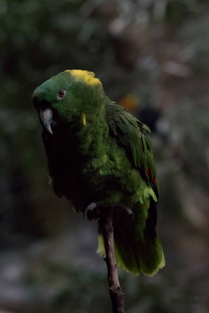 istock The yellow-naped amazon or yellow-naped parrot (Amazona auropalliata) 1181914870