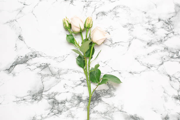 istock Beautiful white roses flower on marble background with copy space for your text 1181916551