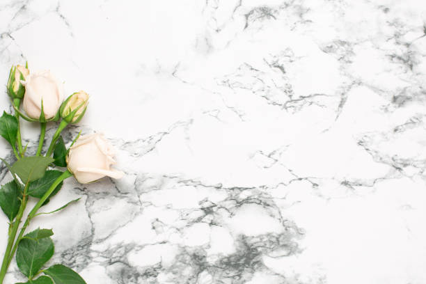 istock Beautiful white roses flower on marble background with copy space for your text 1181916598