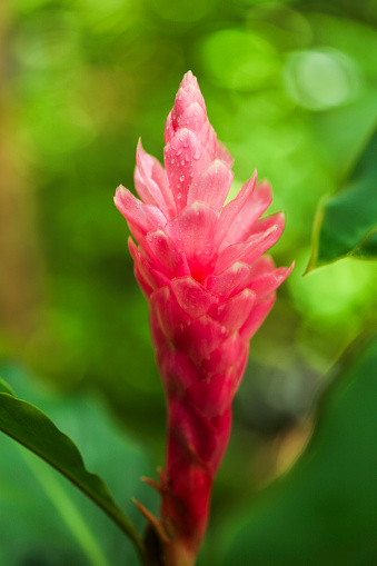 Pink Ginger flower (Alpinia Purpurata), Kauai.