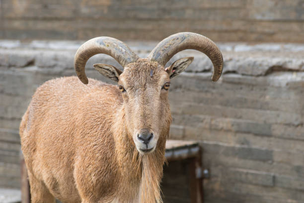 istock Arrui or barbary sheep (Ammotragus lervia) 1181920958