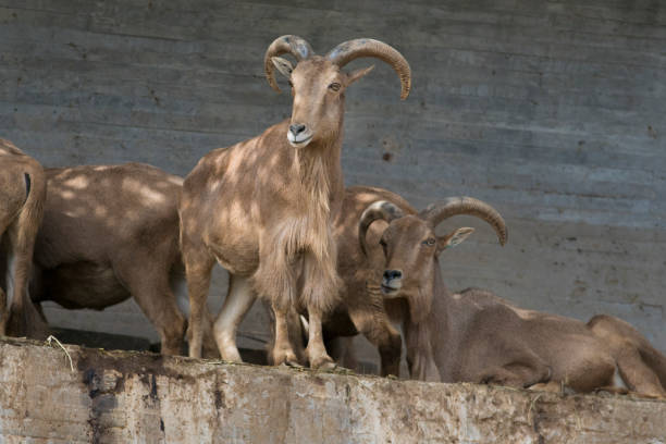 Arrui or barbary sheep (Ammotragus lervia)