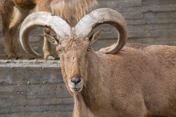 istock Arrui or barbary sheep (Ammotragus lervia) 1181920994