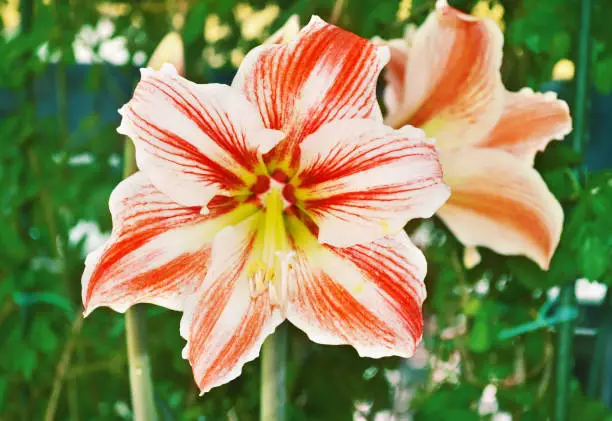 Photo of close up of a blooming amaryllis flower in the nature