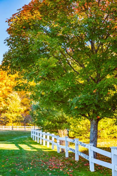 istock Indian Summer in New England, USA 1181921867