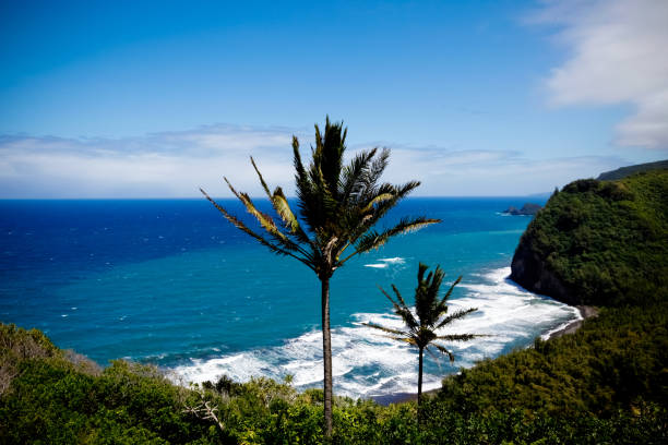 Pololu Valley Lookout North Shore of the Big Island. Part of the Pololu Valley of the Kohala Forest Reserve. pololu stock pictures, royalty-free photos & images